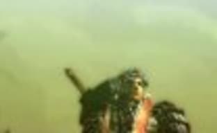 Трейлер Monster Hunter 4