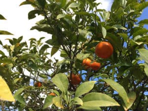 Снимок на Apple iPhone 6