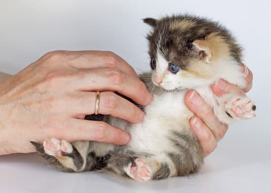 Фотосъемка котят