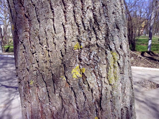 Обзор Lenovo S720. Демонстрационный снимок