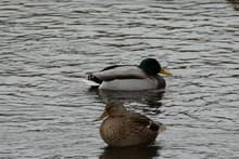 Видеосъемка фотоаппаратом Panasonic DMC-FZ1000