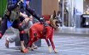 Комплектация российских изданий игры Call of Duty: Ghosts 