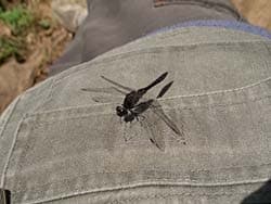 Casio Exilim EX-P700