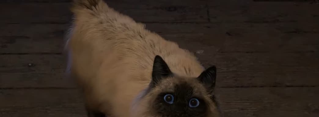 Пользователи переживают за голодающего кота из трейлера Forspoken и разработчики попытались их успокоить