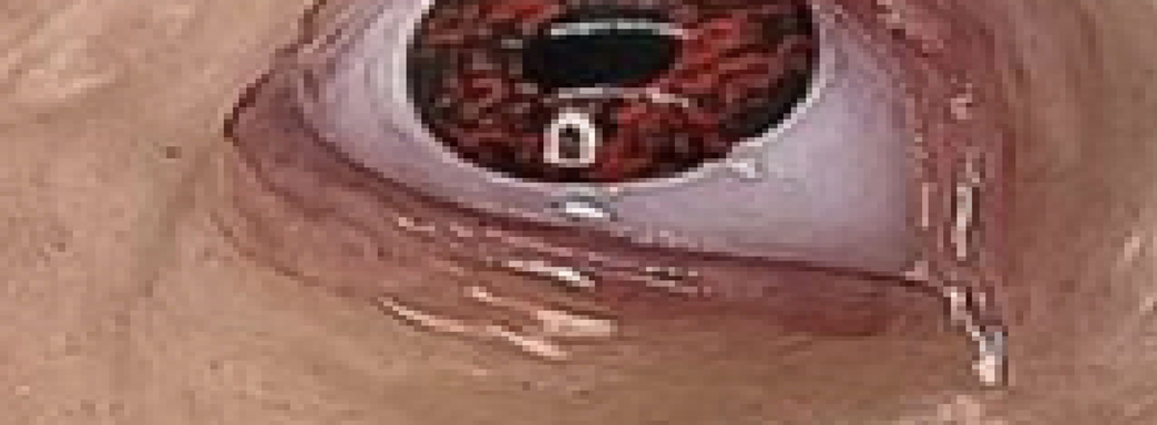 Энтузиаст создал мерзкий контроллер Nintendo 64 в «духе Клайва Баркера»