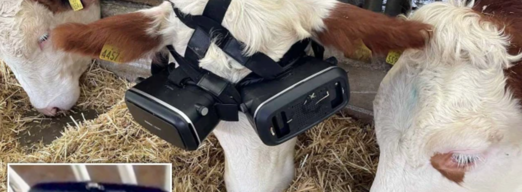 Фермер использует VR-шлем, чтобы коровы чувствовали себя на поле, а не в сарае
