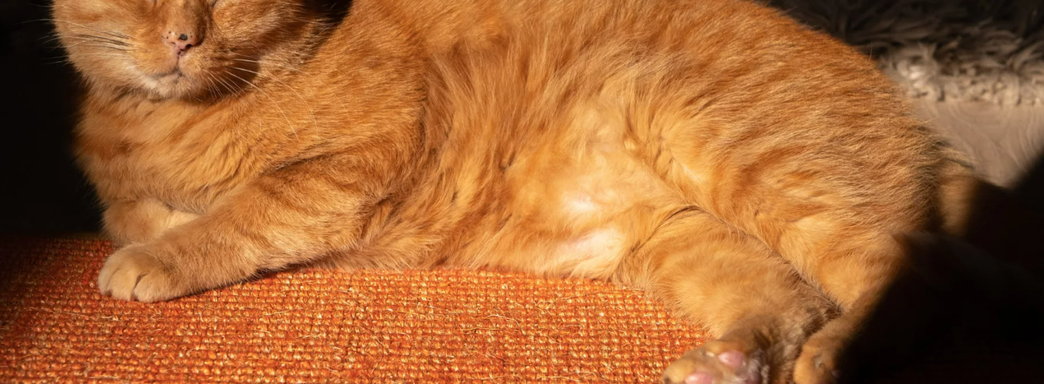 Котики саботировали разработку Stray, но иногда всё же помогали