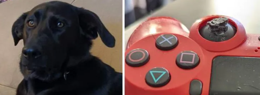Собака погрызла геймпад DualShock 4 и закупилась в PlayStation Store