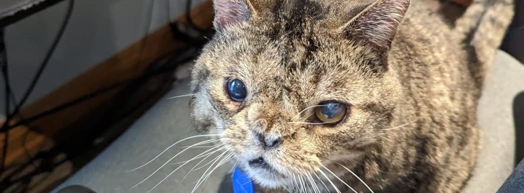 Новая игра создателя Dusk вышла раньше времени из-за его кота