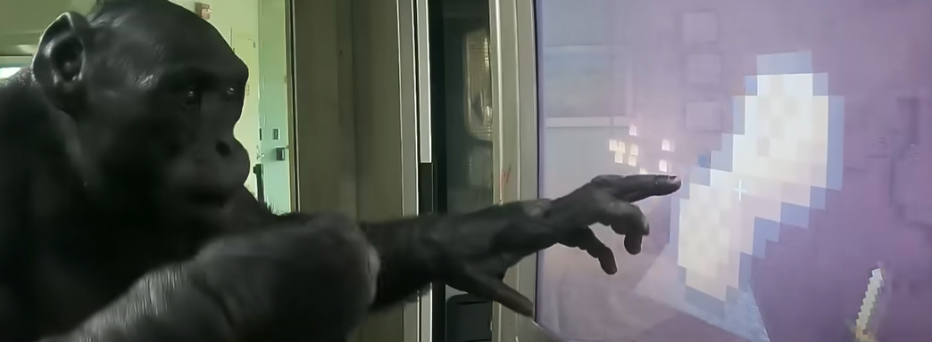 Блогер научил обезьяну играть в Minecraft. Похождения волосатого геймера в кубическом мире