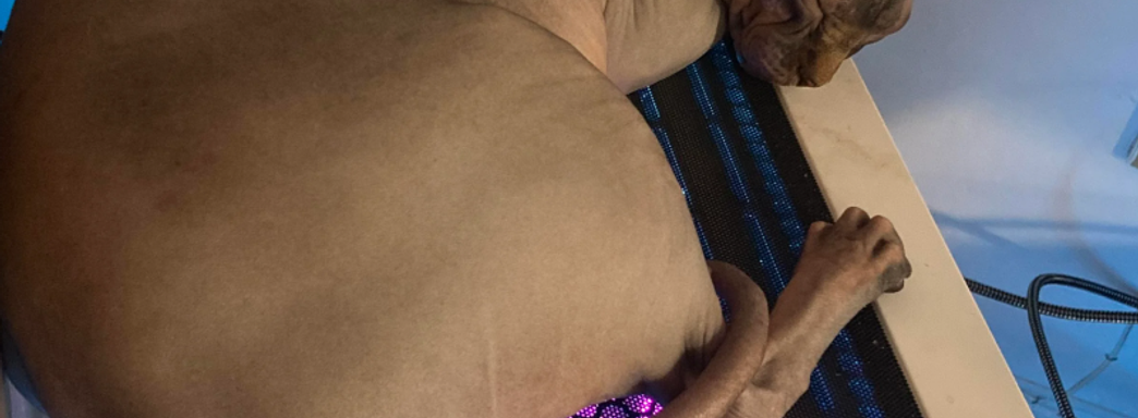 Кот спал на тёплом ПК и вырубал его ударом лапы. Инженер создал лежанку-защиту от хвостатой угрозы