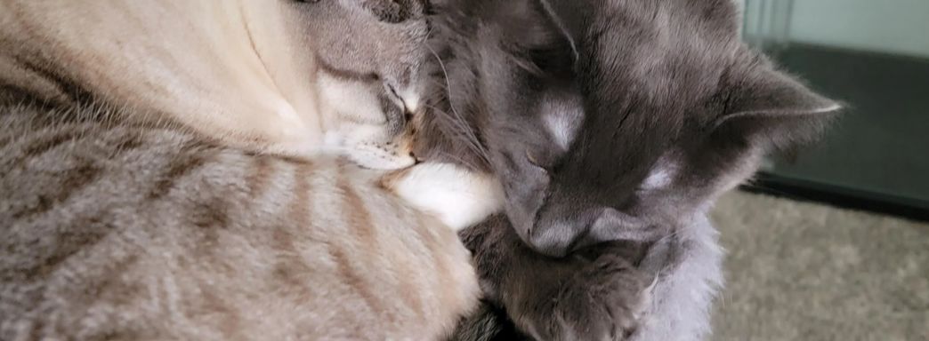 Геймер установил шипы на корпус ПК, чтобы коты перестали на нём спать и не мешали работать системе охлаждения