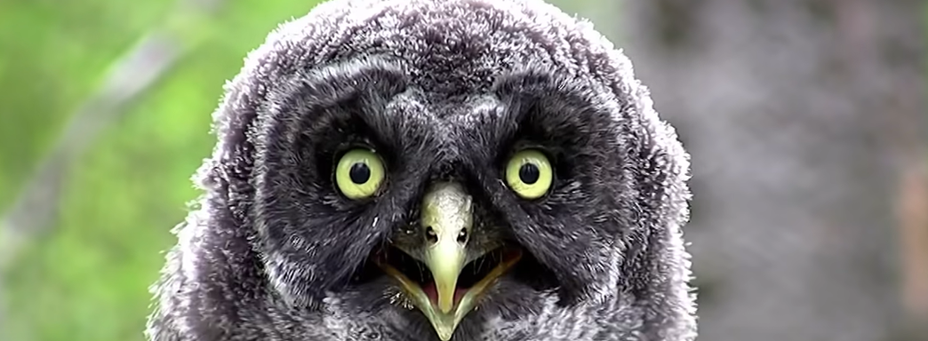 Создатели Genshin Impact и Discovery выпустили благотворительную документалку «Голоса природы»