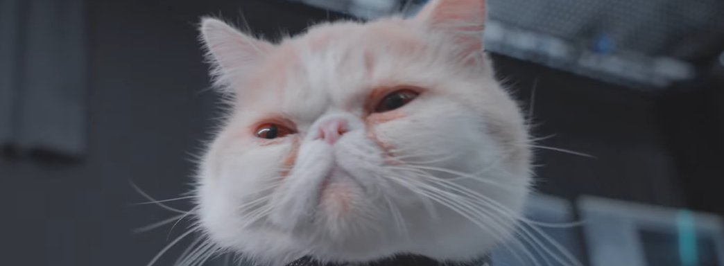 Грозного тигра из Black Myth Wukong помогли создать милые котики. Как проходил сеанс захвата движения с участием пушистых актёров