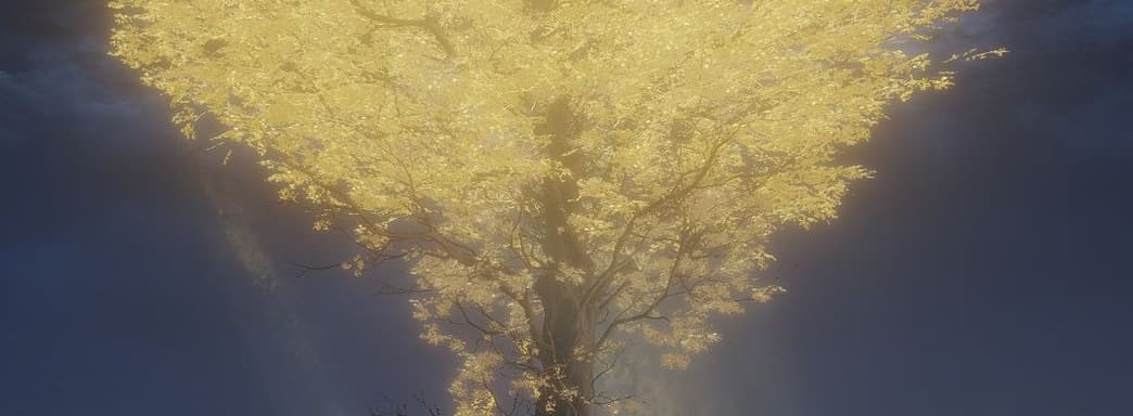 Фанаты Elden Ring считают Древо Эрд «рождественской ёлкой» из-за сходства с деревом из Австралии