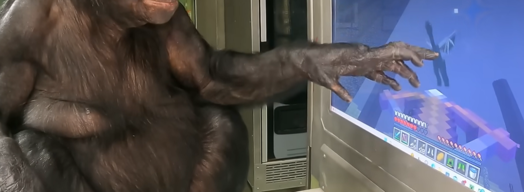 Умер Канзи — шимпанзе, умевший играть в Minecraft и Pac-Man