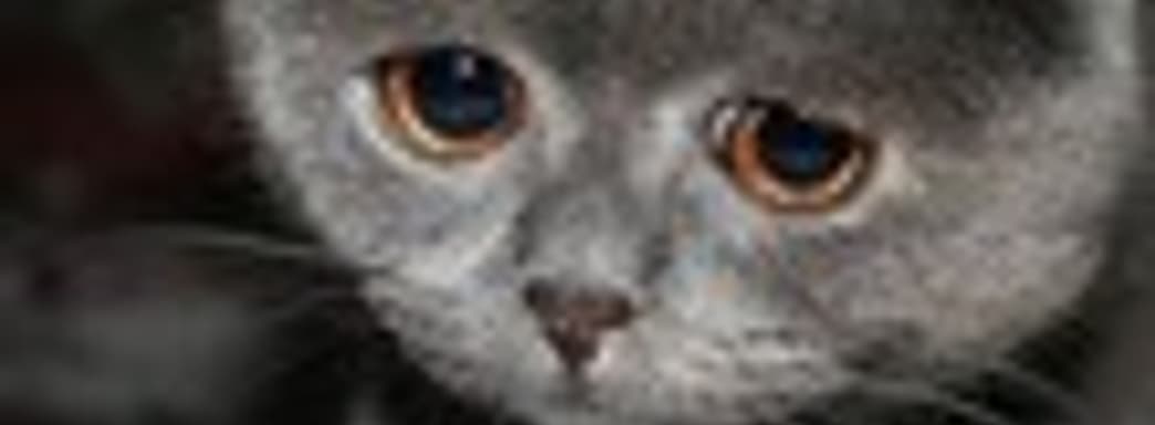 Activision не имеет претензий к Double Fine насчет Brutal Legend