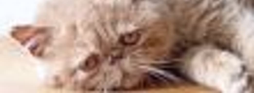 Игроки выступают против «животного расизма» в Red Dead Redemption 2