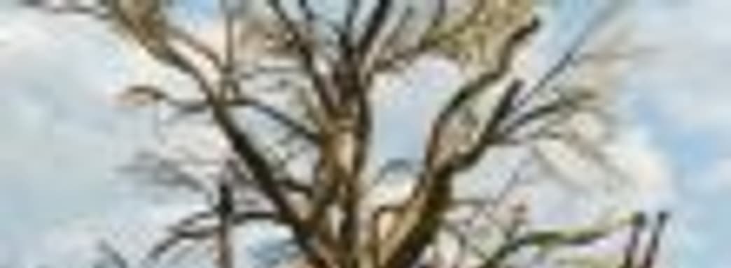 Дерево висельников в европейской версии трейлера The Witcher 3 для Switch подверглось цензуре