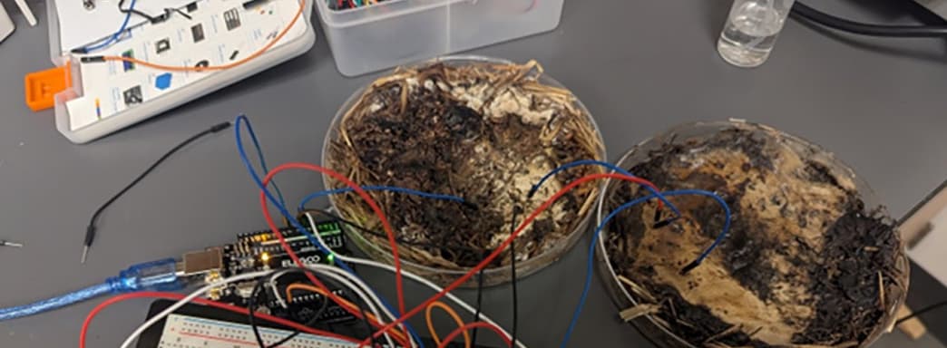 Mushrooms Instead of RAM: Biologists Create Organic Memristors from Button Mushrooms and Shiitake