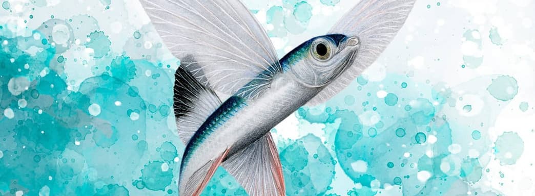 Открылся предзаказ на настольную игру «Плавники»: как «Крылья», только вглубь