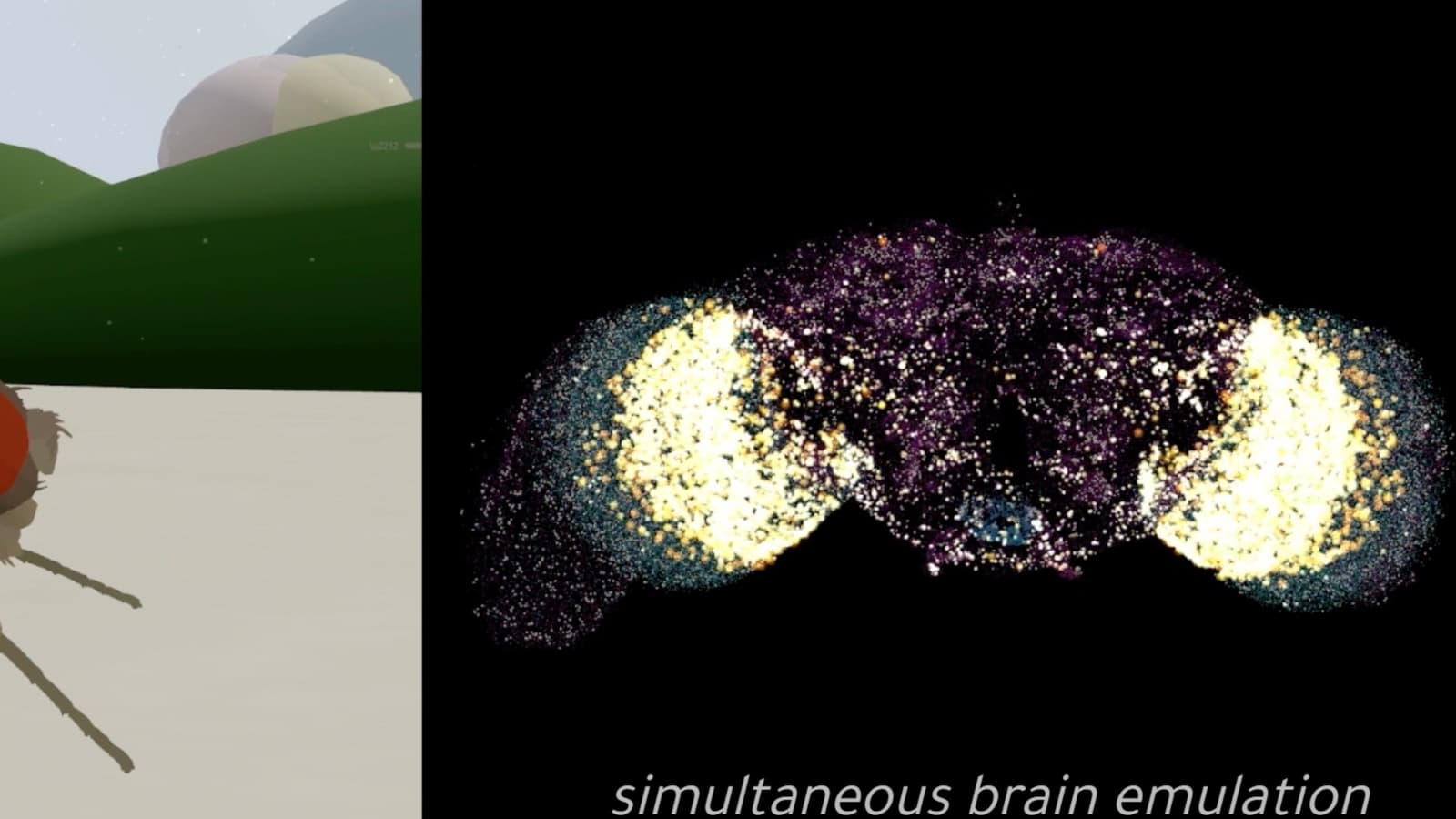 Учёные впервые «оживили» мозг дрозофилы в виртуальном теле