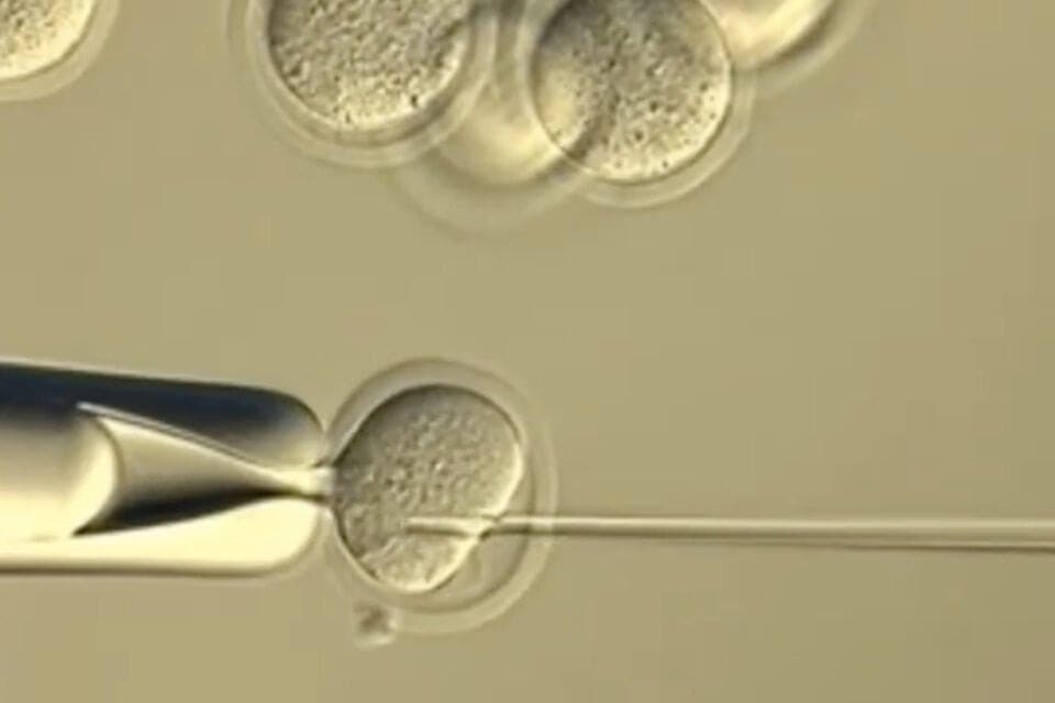 Учёные определили пределы серийного клонирования млекопитающих