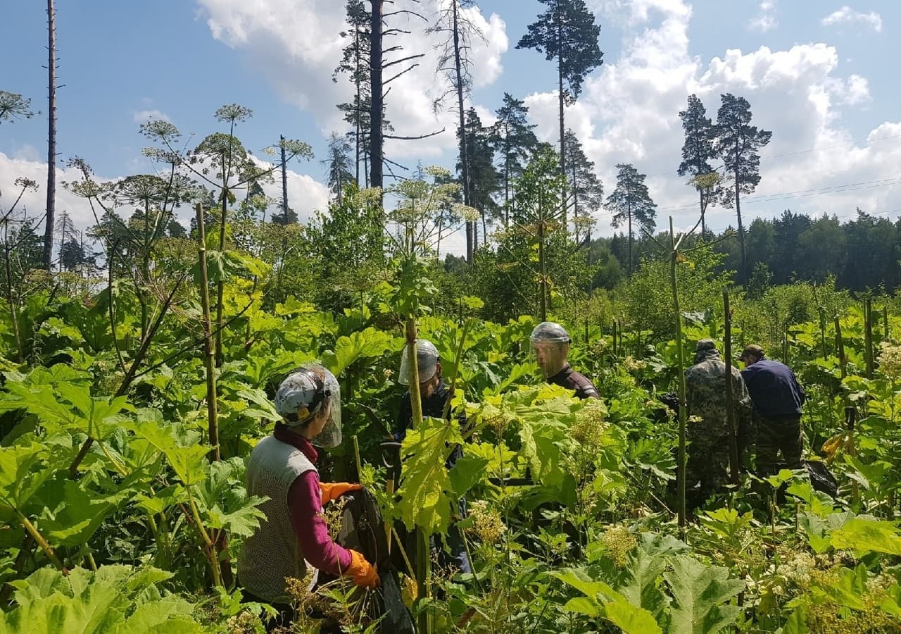 В Яндексе разработали ИИ-сервис для обнаружения борщевика на спутниковых фото