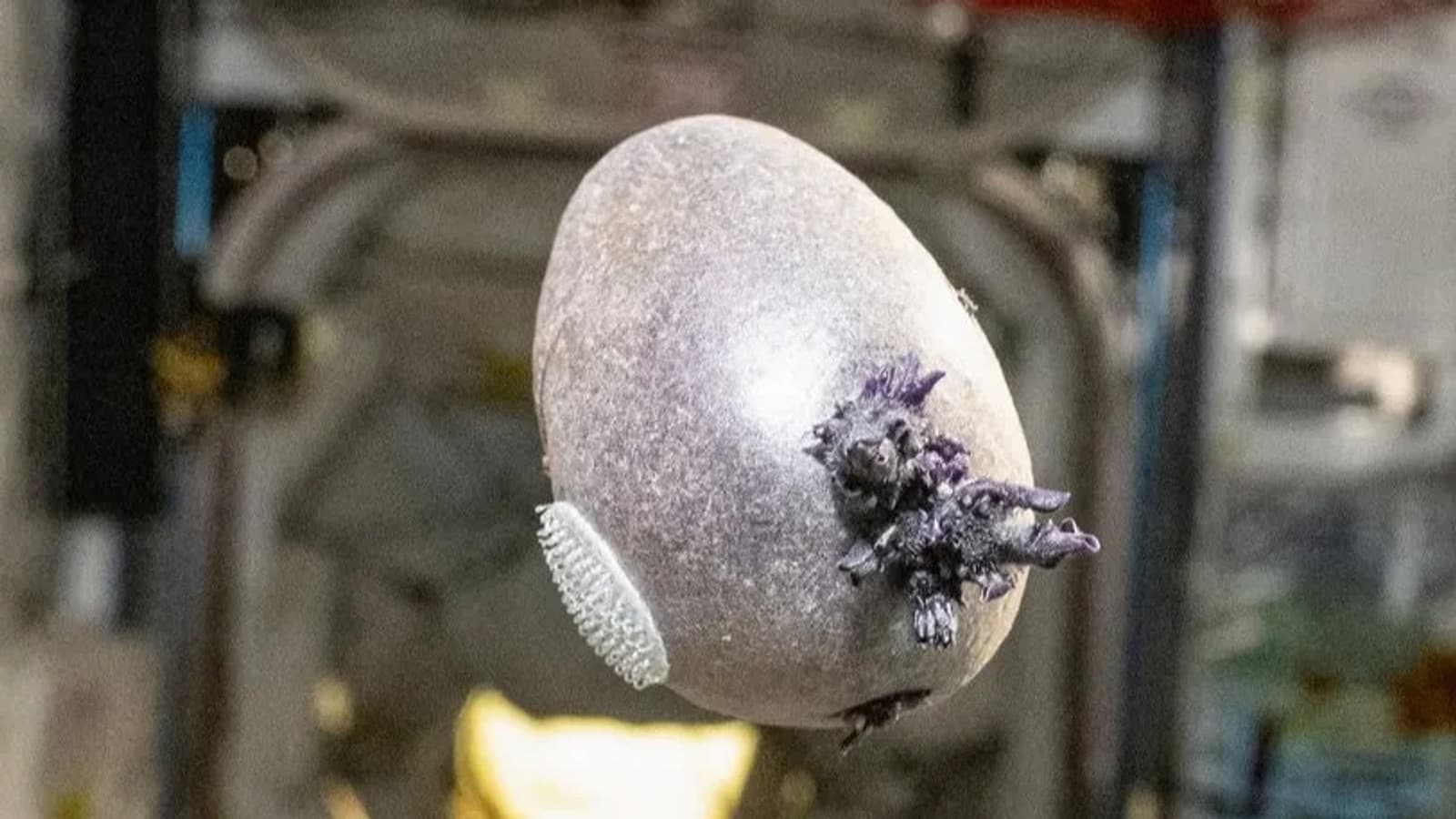 Почти как в «Марсианине»: астронавт NASA вырастил на МКС картошку и назвал ее «Спудник»