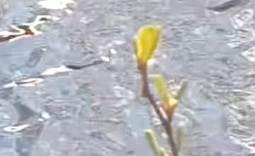 Видеосъемка смартфоном. HTC One M9 Plus