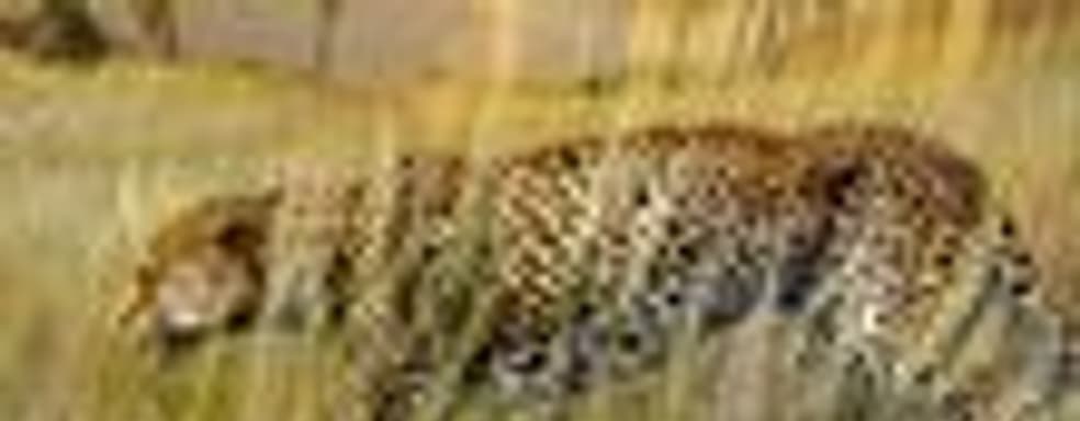 Natsume издаст Afrika в США