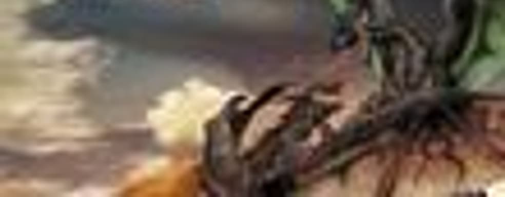 Monster Hunter G выйдет на Wii