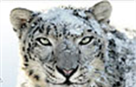 Презентация Mac OS X 10.6 Snow Leopard