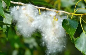 Бытовая техника для аллергиков: