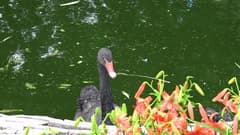 Видеокамера Sony HDR-CX900