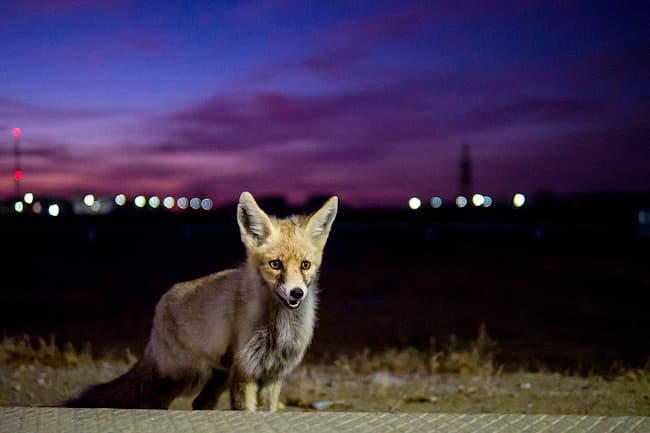 Panasonic GH3 — съемка в условиях плохого освещения