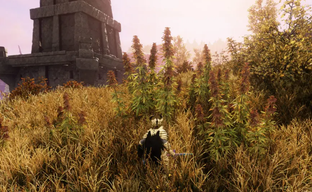 Разработчики New World случайно удалили часть контента. Игроки потеряли снаряжение для сбора урожая