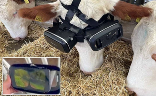 Фермер использует VR-шлем, чтобы коровы чувствовали себя на поле, а не в сарае