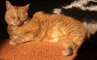 Котики саботировали разработку Stray, но иногда всё же помогали