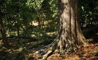 В технодемо на Unreal Engine 5 показали прогулки по лесу нового поколения