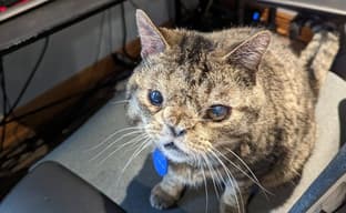 Новая игра создателя Dusk вышла раньше времени из-за его кота