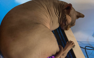 Кот спал на тёплом ПК и вырубал его ударом лапы. Инженер создал лежанку-защиту от хвостатой угрозы