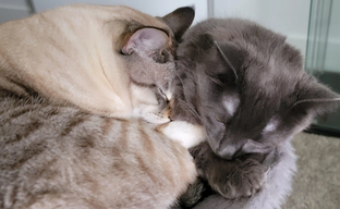 Геймер установил шипы на корпус ПК, чтобы коты перестали на нём спать и не мешали работать системе охлаждения