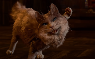 Baldur's Gate 3 полностью прошли за котиков. Игра Larian раскрылась с новой стороны