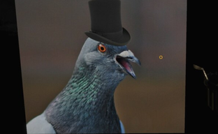 Инди-разработчик создал мини-хит Steam, но чтобы не умереть от голода ему пришлось выпустить ещё две игры, поскольку выплаты задержали