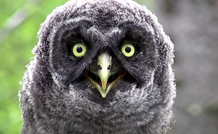 Создатели Genshin Impact и Discovery выпустили благотворительную документалку «Голоса природы»