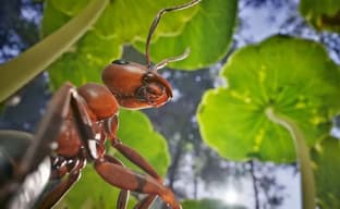 Оцениваем фотореалистичную графику на PS5. Стратегия Empire of Ants о муравьях появится на консоли