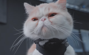 Грозного тигра из Black Myth Wukong помогли создать милые котики. Как проходил сеанс захвата движения с участием пушистых актёров