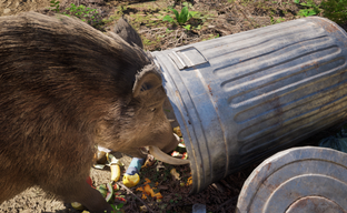 Анонсировали Wild Terrain, симулятор дикого кабана в постапокалипсисе