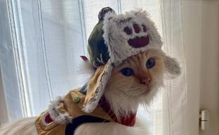 Замурррчательный союзник: кошка показала косплей Палико из Monster Hunter Wilds